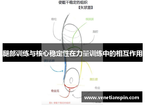 腿部训练与核心稳定性在力量训练中的相互作用